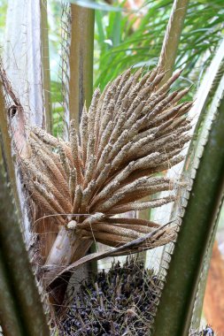 Kabartma palmiye yağını kapat