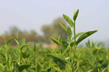 taze çay yaprakları sabah güneş ışığı yukarıya kapatmak
