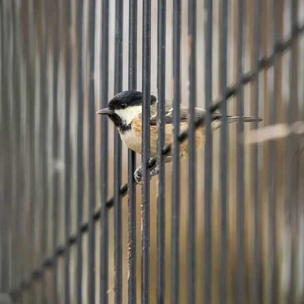 Coal Tit Periparus Ater Perches Wire Fence Posing Close Head — Stock Photo, Image