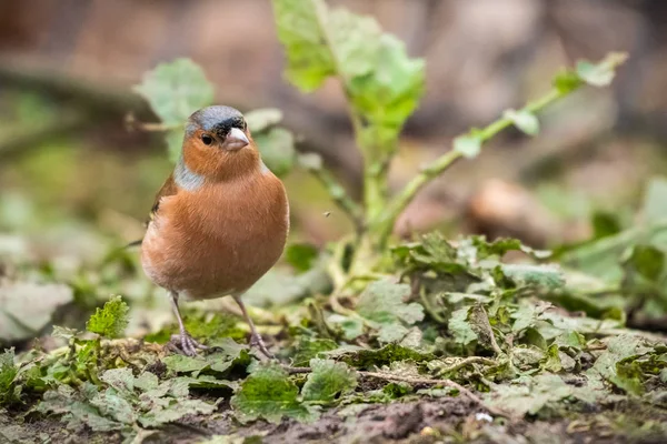 Denna Bild Chaffinch Fringilla Coelebs Togs Vid Fönstret Wildlife Nature — Stockfoto