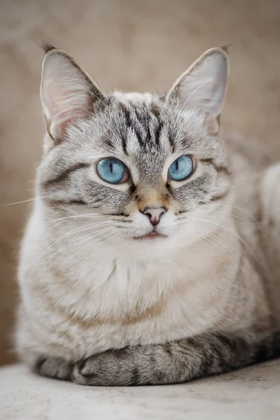 Grey tabby cat with lovely blue eyes — Stock Photo, Image