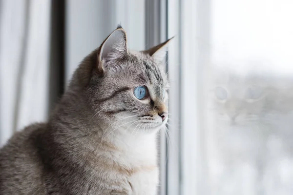 Tekir kedi bir pencereden izlerken çok gri — Stok fotoğraf