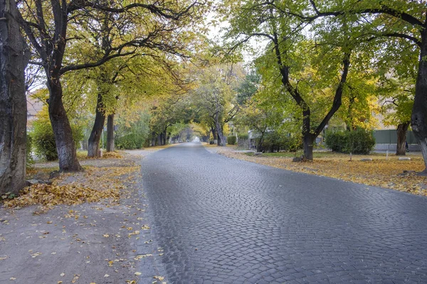 Rua urbana pavimentada com árvores caducas no outono — Fotografia de Stock