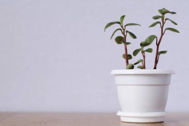 Three stems of a small succulent plant