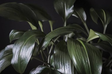 Close up detail of dark green Eucharis leaves