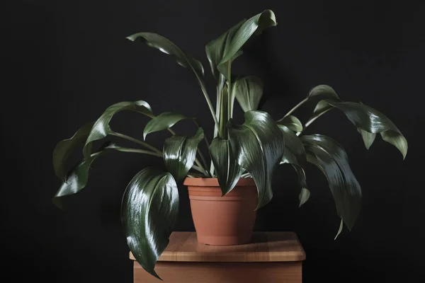 Ornamental eucharis houseplant with green leaves — 스톡 사진