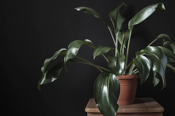 Leafy green eucharis potted plant on a stool — Stockfoto