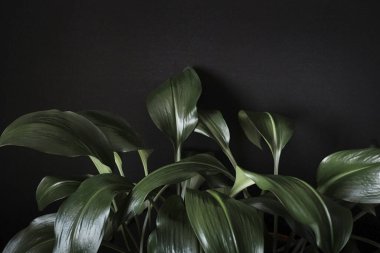 Close up on a leafy green eucharis plant