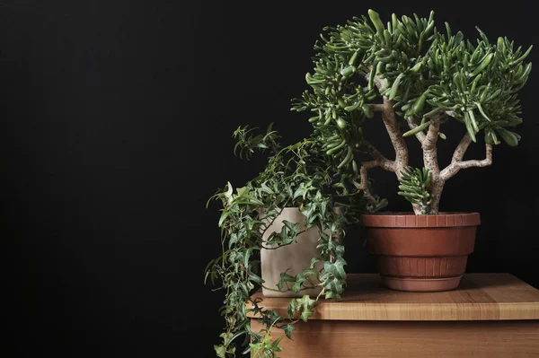 Bonsai with trailing ivy indoor potted plants — Stockfoto