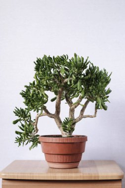 Small leafy green bonsai tree in a red flowerpot
