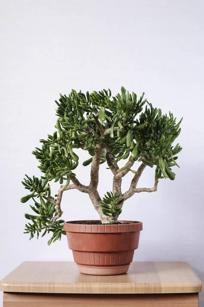 Small leafy green bonsai tree in a red flowerpot