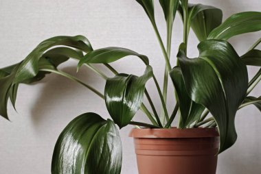 Yeşil bir aspidistra bitkisine yakın çekim kapalı bir yerde kırmızı plastik bir tencerede büyüyen Kırpılmış bir manzarada beyaz bir duvara karşı