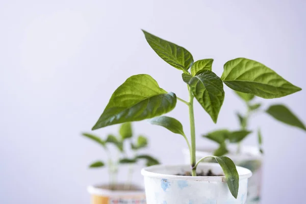 Nya unga paprika plantor i takeaway cups — Stockfoto