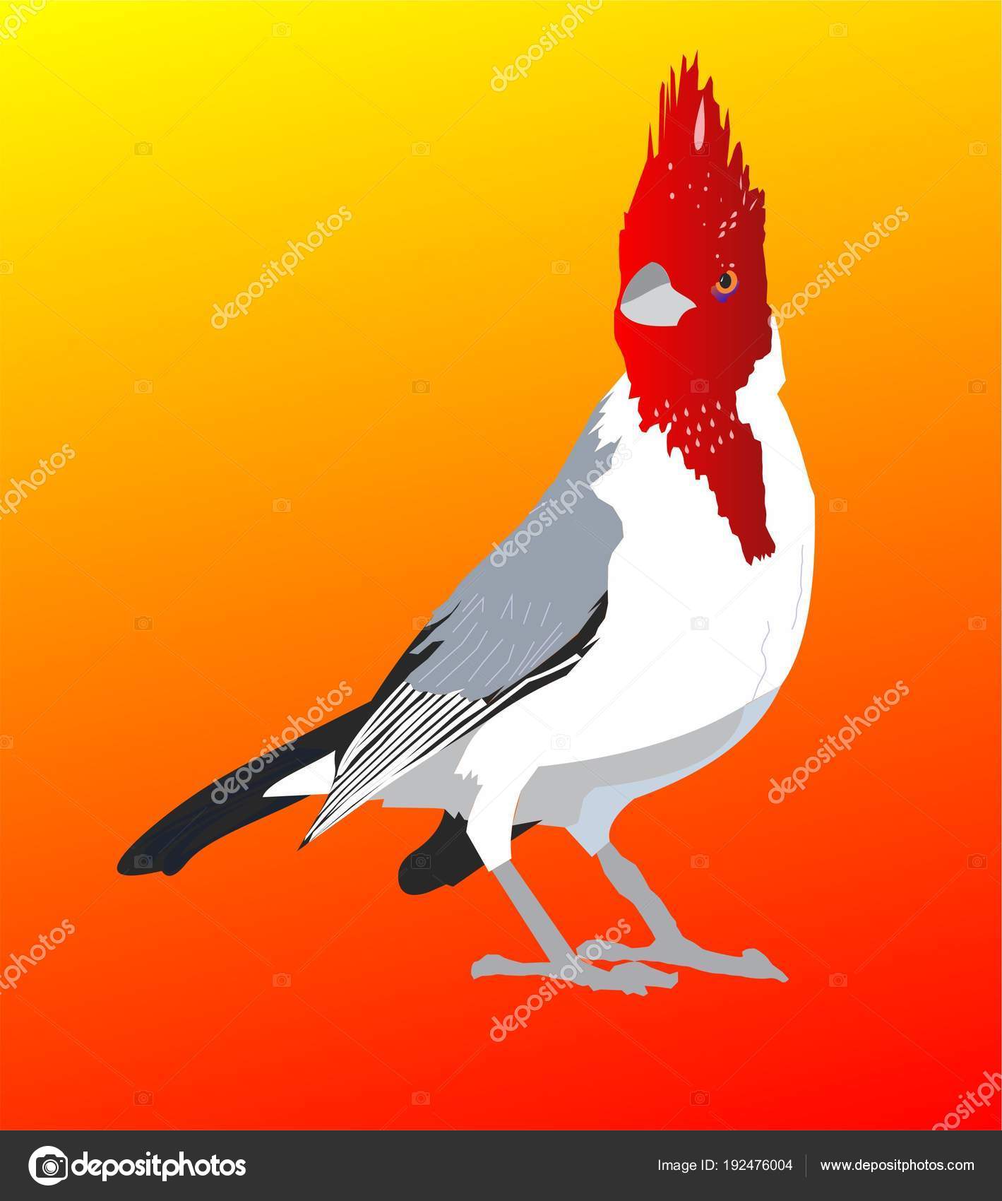Oiseau Feu Cardinal Huppé Rouge Photographie Anakuki