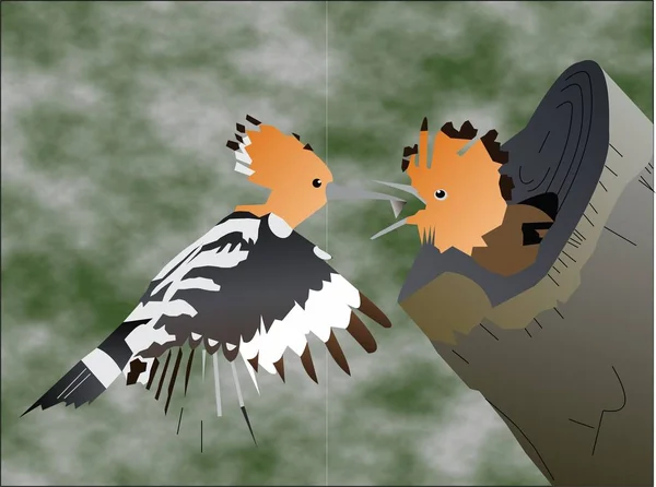 Hoopoe Oiseau Nourrissant Bébé — Photo