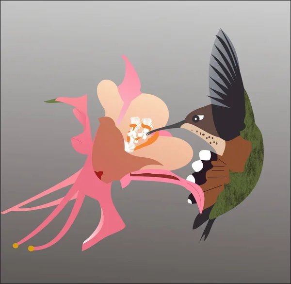 Colibri Bourdon Mangeant Des Fleurs — Photo