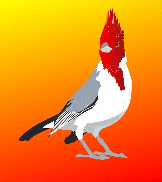 Oiseau Feu Cardinal Crête Rouge — Photo