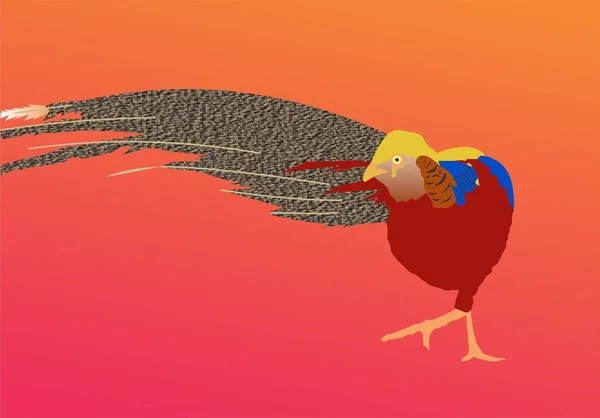 Fire Pheasant Colorful Bird Beautiful Tale — Stock Photo, Image