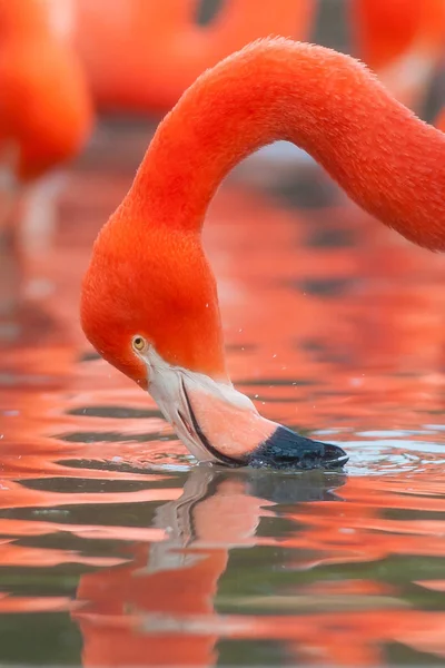 Flamingo gölet