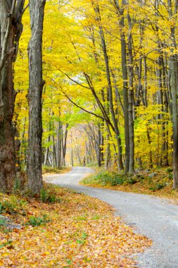 Parkta güzel sonbahar