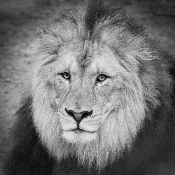 Lion Head (Black and White) ) — стоковое фото