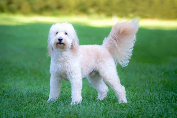 Goldendoodle em Atividades ao ar livre — Fotografia de Stock