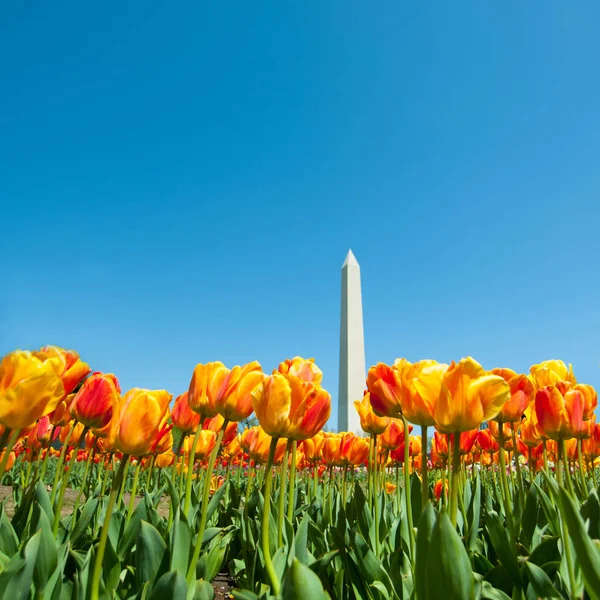 Tulpen Met Washington Monument — Stockfoto