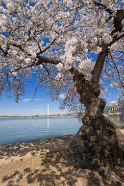 Washington DC kiraz çiçekleri