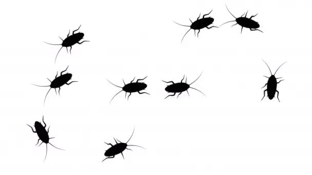 Swarm of cockroaches, CG animated silhouettes on white, seamless loop — Stock Video