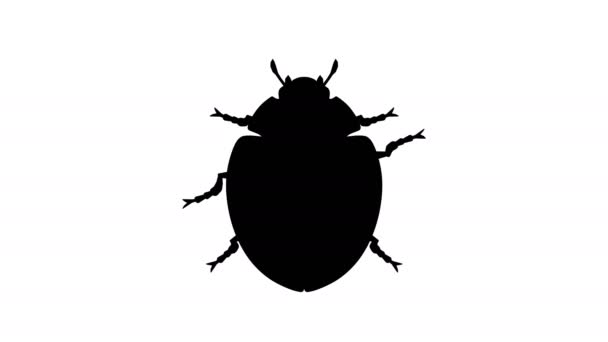 Beetle pest in prohibited sign, CG animation — Stock Video