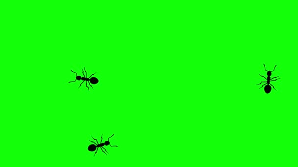 Three ants on green screen, CG animated silhouettes, seamless loop — Stock Video