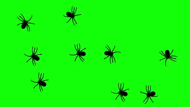 Essaim d'araignées, silhouettes animées 3D sur écran vert, boucle transparente — Video