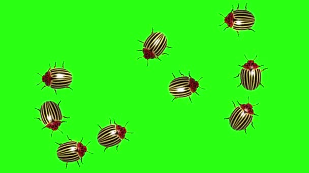 Рой жуков колорадо, CG анимированный на зеленом экране, бесшовный цикл — стоковое видео