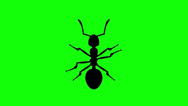 Fixed Ant on green screen, CG animated silhouette, looping — Stock Video