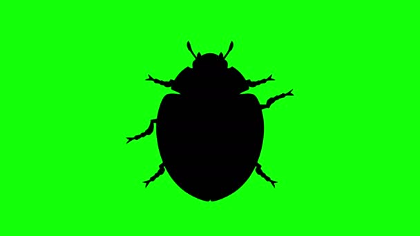 緑色の画面固定のカブトムシ、Cg アニメーション ループ シルエット — ストック動画