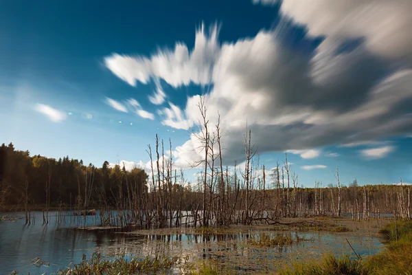 Alberi morti nel lago — Foto Stock