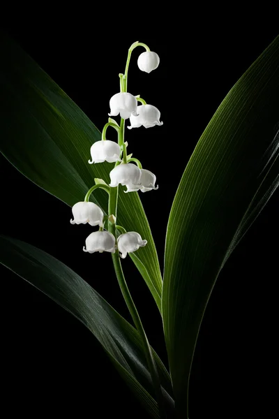 Lily of the valley — Stock Photo, Image