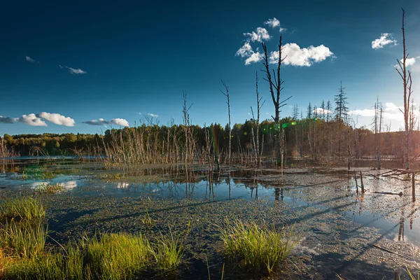 Árvores mortas no lago — Fotografia de Stock