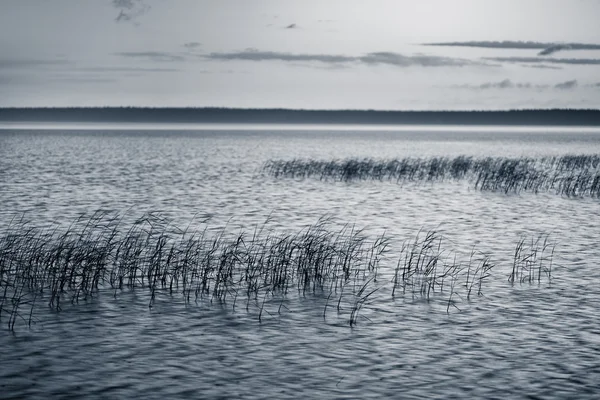 Canne nel lago — Foto Stock