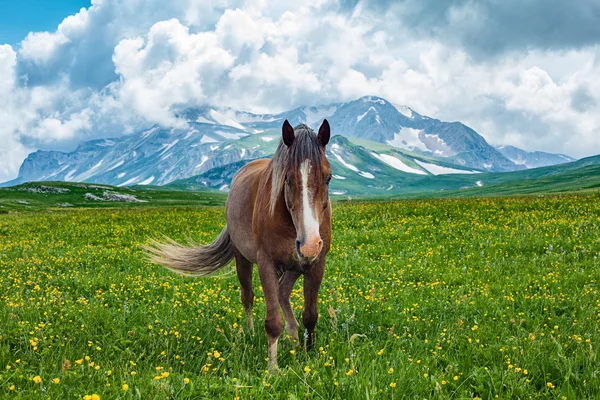 Hästen betar i berget dalen Stockfoto