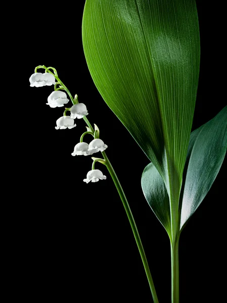 Liliom a völgyből — Stock Fotó