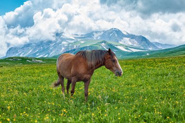 Dağ vadisinde otlayan at