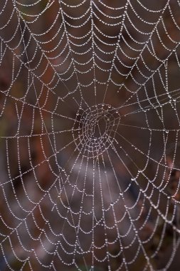 Örümcek ağı çiğ kaplı