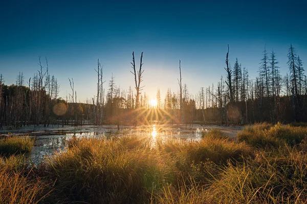 Мертвый лес в болоте — стоковое фото