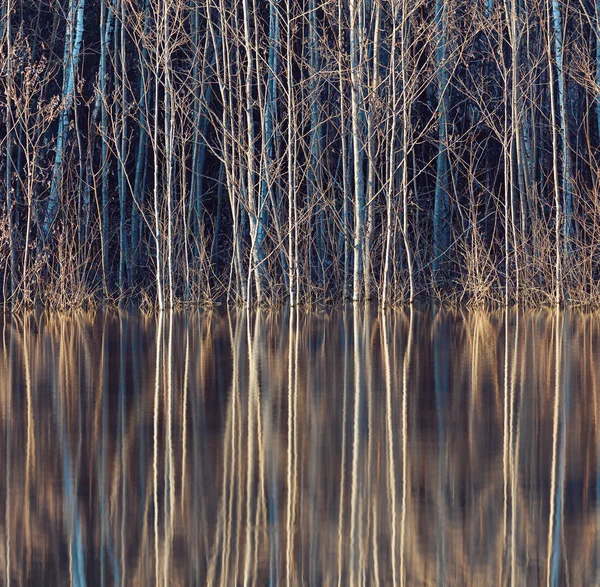 Baumstämme spiegeln sich in einem See — Stockfoto