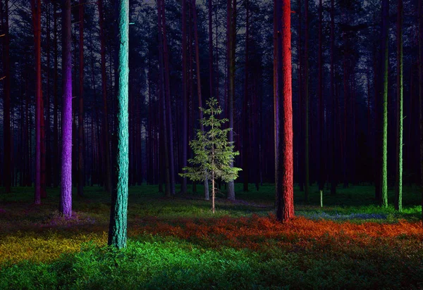 Small spruce tree in illuminated forest — Stock Photo, Image