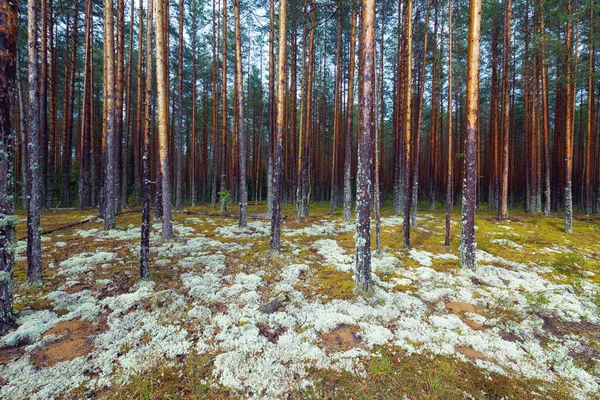 Хвойные леса Мосси — стоковое фото