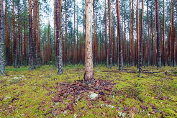 Floresta de coníferas musgosas — Fotografia de Stock