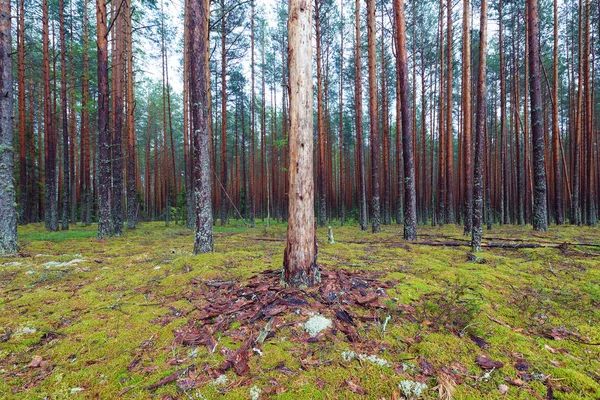 Forêt de conifères moussues — Photo