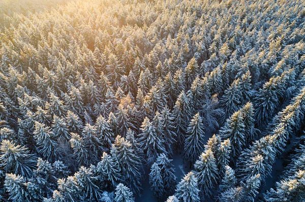 Cimes d'arbres enneigés au soleil — Photo